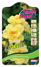 'Loredo'® Flower Carpet Rozelaar