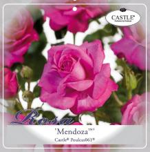 'Mendoza Castle'® Rozelaar