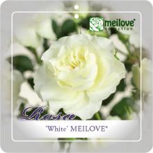 'White Meilove'® Trosroos
