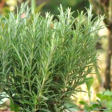 ROZEMARIJN Rosmarinus officinalis ROZEMARIJN Rosmarinus officinalis