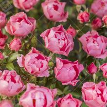 'Pink Morsdag' Kosterrozelaar