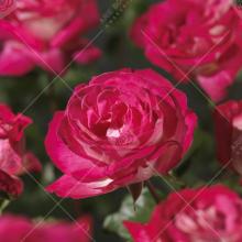 'Rose Gaujard' Rozelaar Grootbloemig
