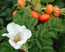 Rosa rugosa