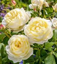 'Vanessa Bell' Engelse roos grootbloemig