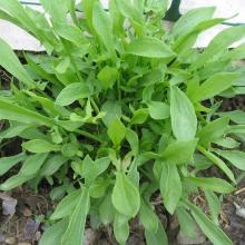 ZURING Rumex acetosa ZURING Rumex acetosa