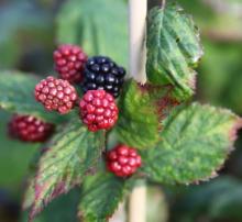 Rubus 'Black Satin' DOORNLOZE BRAAMBES