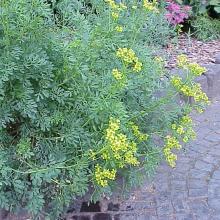 WIJNRUIT Ruta graveolens WIJNRUIT Ruta graveolens