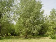 Salix alba Salix alba