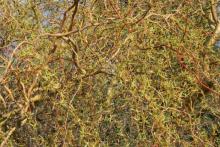 Salix sepulcralis 'Erythroflexuosa'