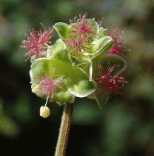 PIMPERNEL Sanguisorba minor PIMPERNEL Sanguisorba minor