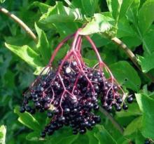 Sambucus nigra