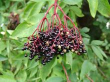 Sambucus nigra