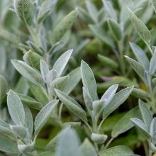 SALIE Salvia officinalis SALIE Salvia officinalis