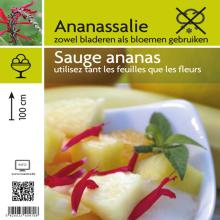 SALIE  ANANAS Salvia off rutilans 'Pineapple'