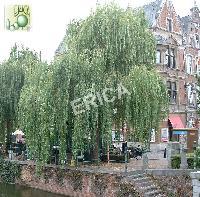 Salix sepulcralis 'Chrysocoma' Salix sepulcralis 'Chrysocoma'