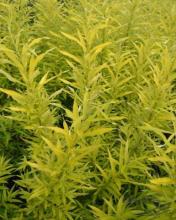 Salix udensis 'Golden Sunshine'
