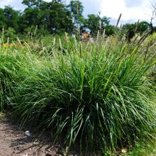 Sesleria autumnalis Sesleria autumnalis