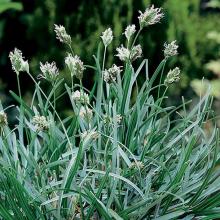 Sesleria caerulea