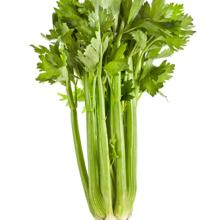 SELDER GROENE SELDER GROENE