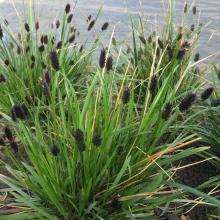 Sesleria heufleriana