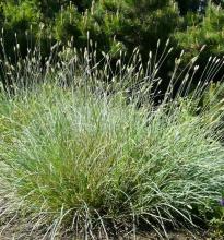 Sesleria nitida Sesleria nitida