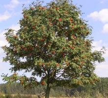 Sorbus aucuparia