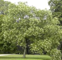 Sophora japonica Sophora japonica