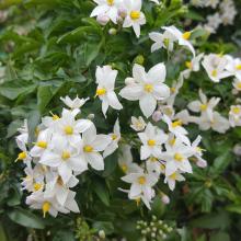 Solanum jasminoides