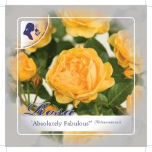 'Absolutely Fabulous'® Stamroos Grootbloemig