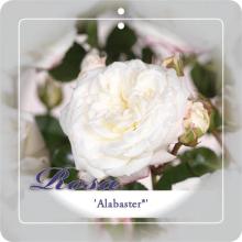 'Alabaster'® Stamroos Grootbloemig