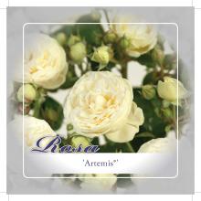 'Artemis'® Stamroos Grootbloemig