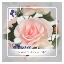 'A Whiter Shade of Pale' Stamroos