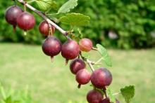 Ribes uva crispa 'Captivator' STEKELBES doornloos