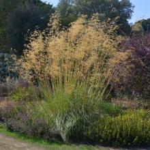 Stipa gigantea