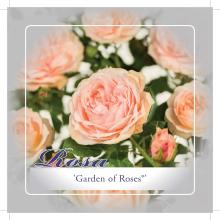 'Garden of Roses'® Stamroos