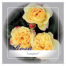 'Lampion'® Stamroos Grootbloemig