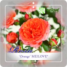 'Orange Meilove'® Stamroos