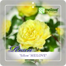 'Yellow Meilove'® Stamroos