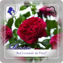 'Red Leonardo da Vinci'® ADR Trosroos Grootbloemig
