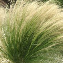 Stipa ten. 'Pony Tails'