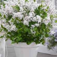 Syringa meyeri 'Flowerfesta White'