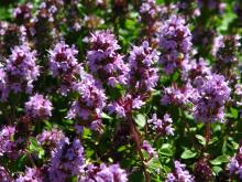 CITROENTIJM Thymus citriodorus