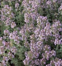 Thymus citr. 'Silver Queen' Thymus citr. 'Silver Queen'