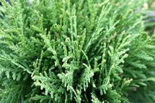 Thuja occ. 'Danica' Thuja occ. 'Danica'