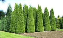 Thuja occ. 'Smaragd' Thuja occ. 'Smaragd'