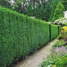 Thuja plicata 'Atrovirens'