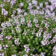 THIJM COMPACTE Thymus vulgaris 'Compactus' THIJM COMPACTE Thymus vulgaris 'Compactus'