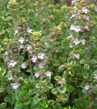 THIJM Thymus vulgaris THIJM Thymus vulgaris