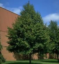 Tilia cordata 'Greenspire'