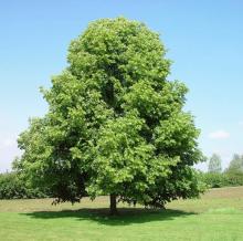 Tilia cordata Tilia cordata